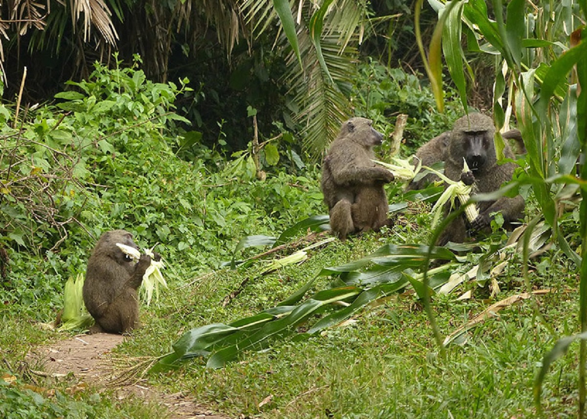 फाइल फाेटाे